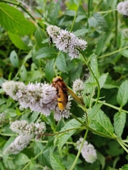 Volucella zonaria