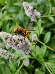Volucella zonaria
