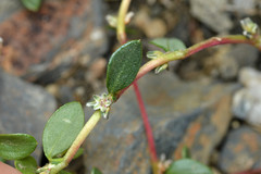 Polygonum minimum
