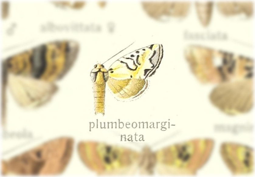 Nyctycia plumbeomarginata