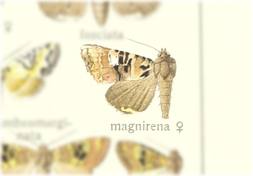 Euplexia magnirena