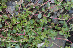 Polygonum minimum