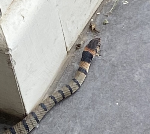 Eastern Brown Snake sighting