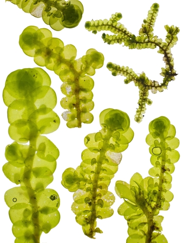 Frullania muscicola
