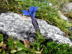 Gentiana bavarica subacaulis