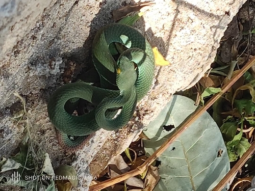Blue-lipped green pitviper