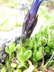 Gentiana bavarica subacaulis