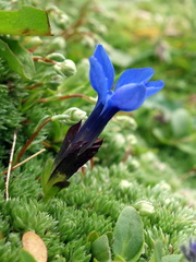 Gentiana bavarica subacaulis