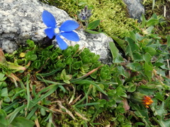 Gentiana bavarica subacaulis