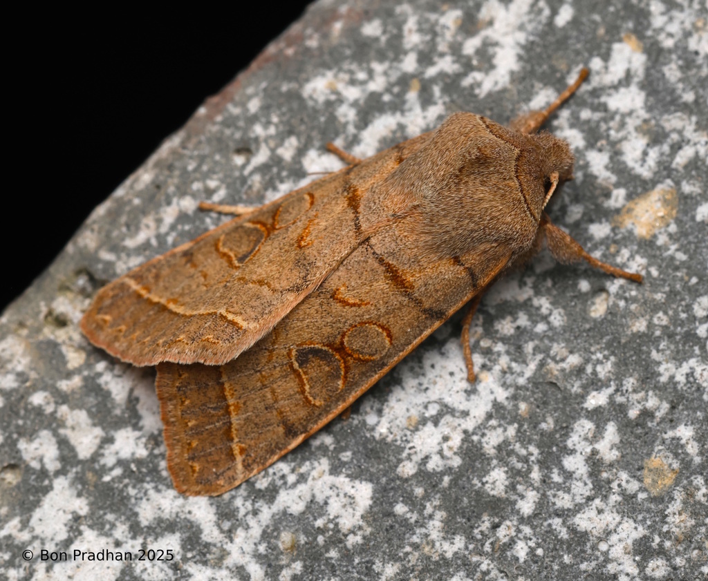Harutaeographa pallida
