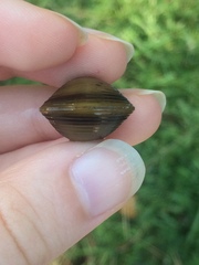 Corbicula fluminea