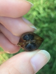 Corbicula fluminea