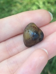 Corbicula fluminea