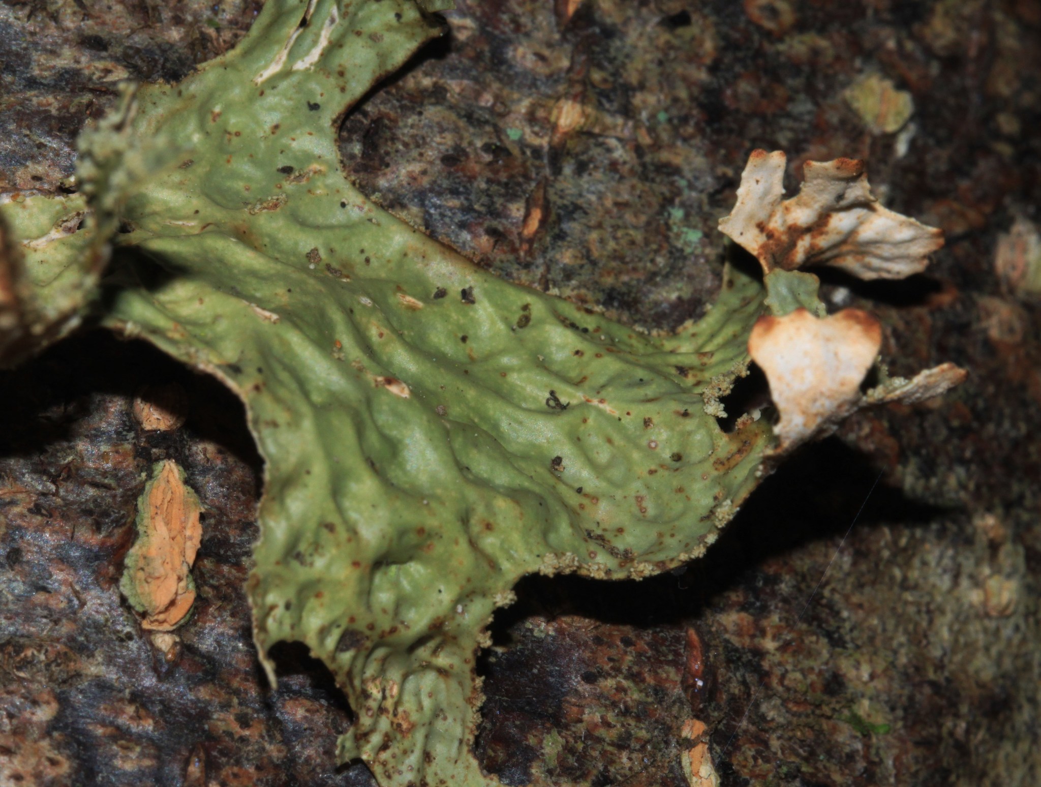 Lobaria pulmonaria image