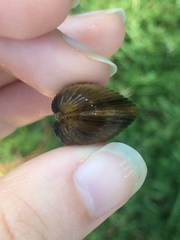 Corbicula fluminea