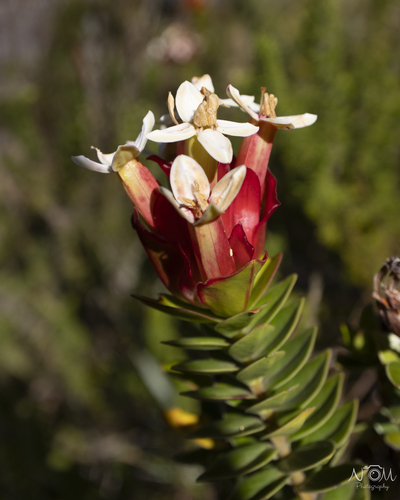Gluglue (Penaea formosa)