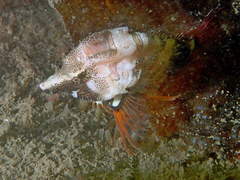 Rhamphocottus richardsonii