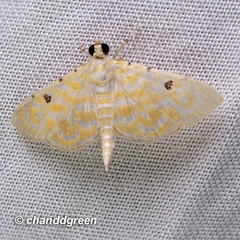 Notarcha aurolinealis
