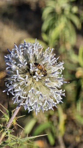 Western Honey Bee