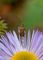 Syneta simplex