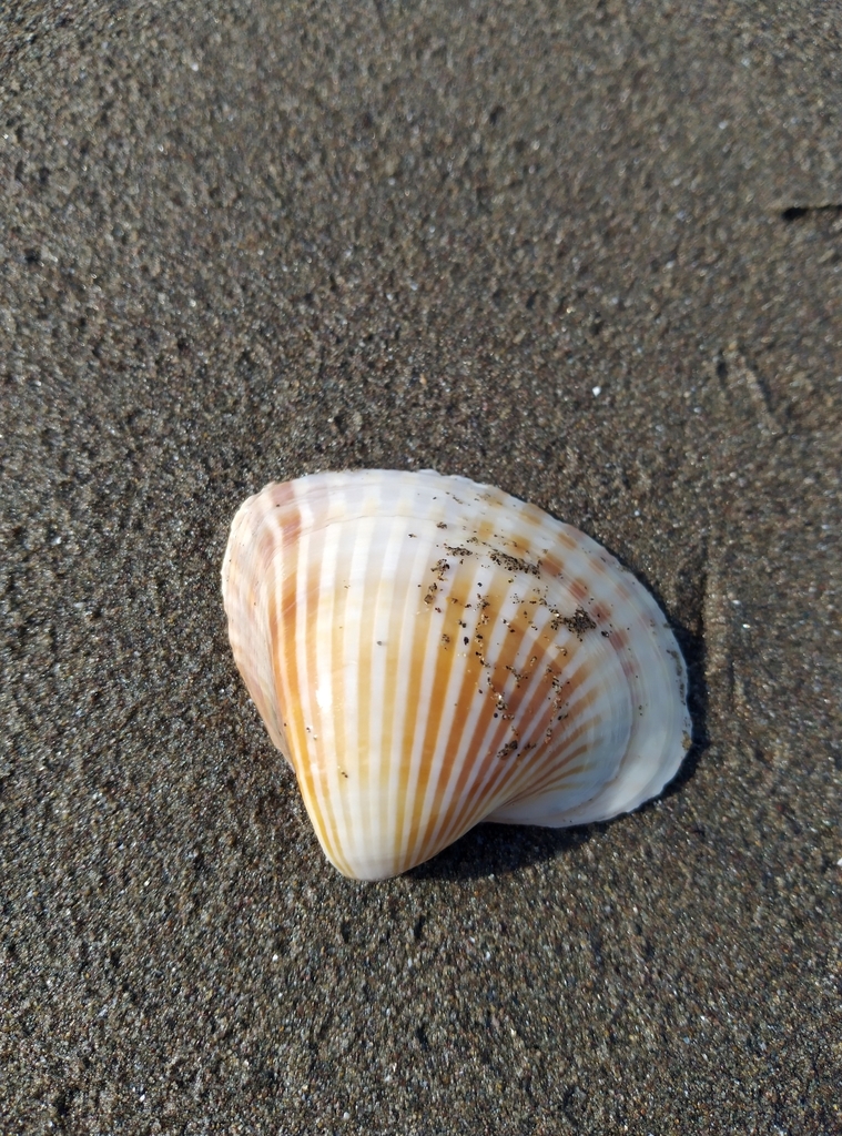 Didacna trigonoides