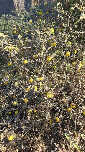 white-margined nightshade