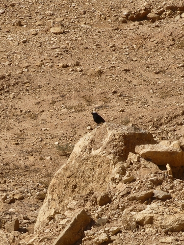 White-crowned Wheatear