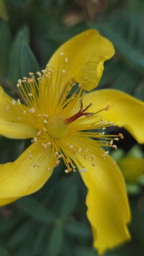 Common curry bush
