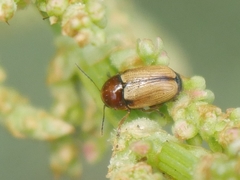 Cryptocephalus fulvus