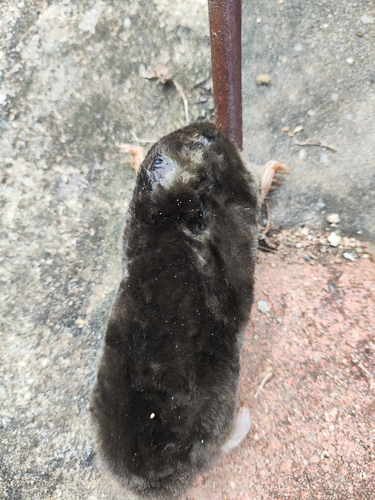 Hainan Mole (Mogera hainana) — Data Deficient Mammalia