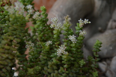 Crassula brevifolia