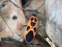 Tropidothorax sinensis