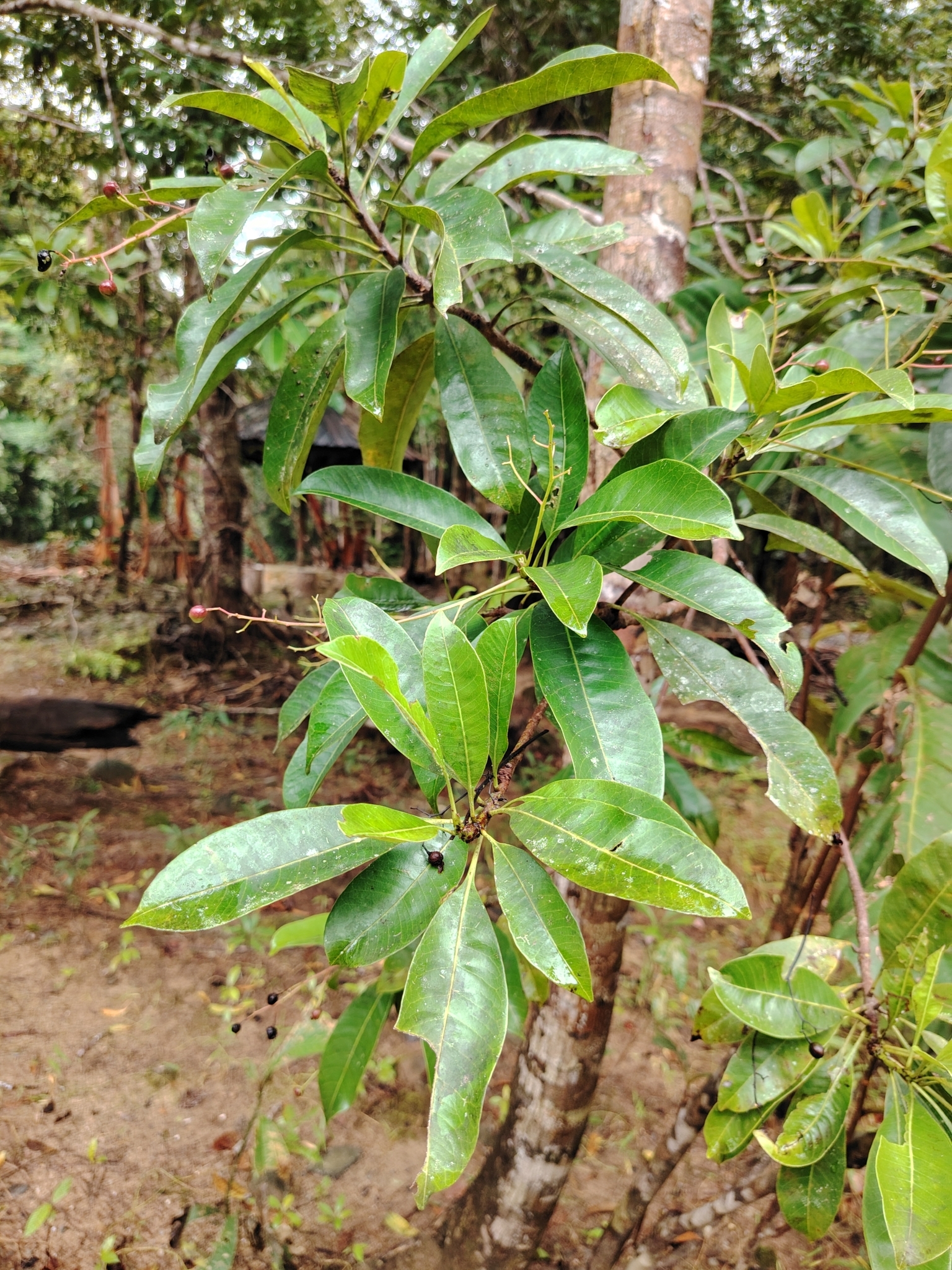 Imagem de Amêndoa-de-praia