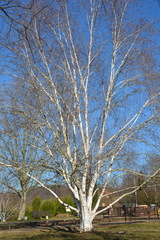 Betula utilis jacquemontii