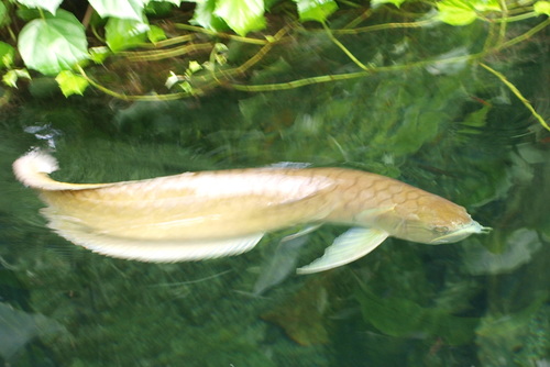 Arwana Silver
