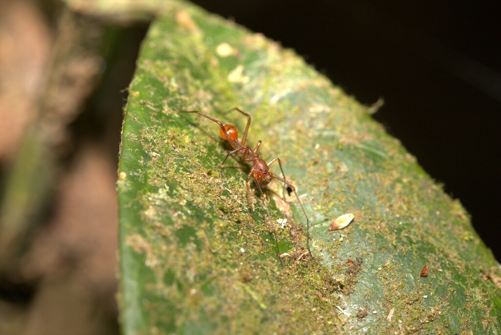 Myrmecium ricettii