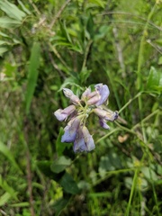 Wisteria frutescens
