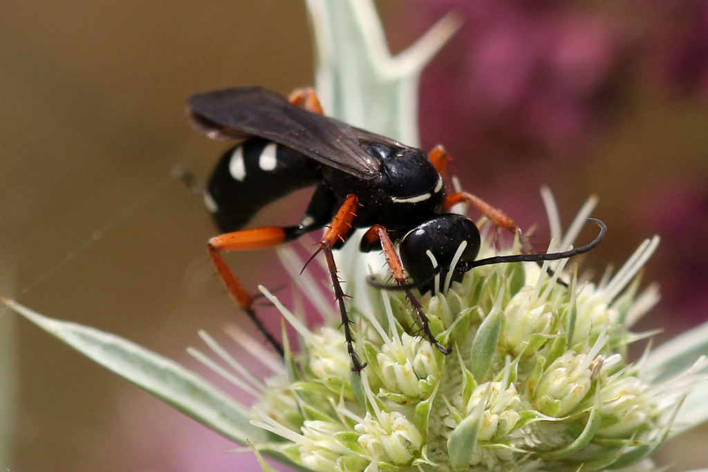 Episyron albonotatum