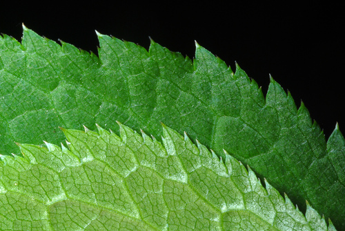 Cryptotaenia canadensis
