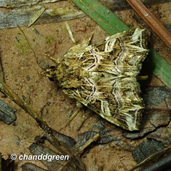 Callopistria exotica