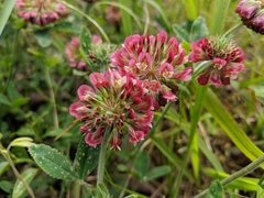 Trifolium reflexum