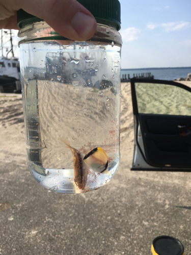 Photo of Reef butterflyfish (Chaetodon sedentarius)