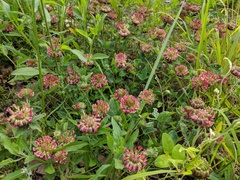 Trifolium reflexum