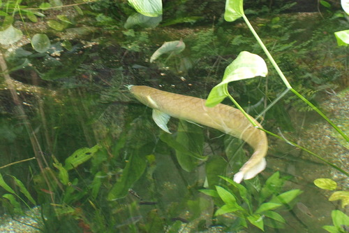Arwana Silver