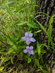 Ruellia pedunculata