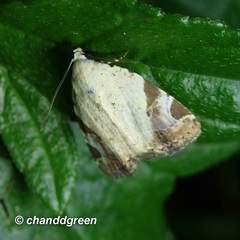 Pseudeustrotia semialba