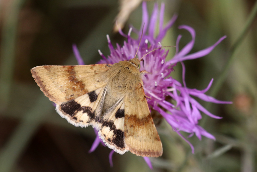 Noctuelle de la Cardère