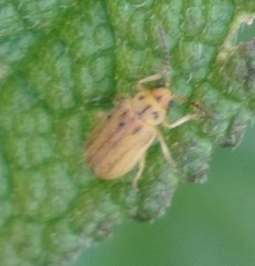 Ophraella notata