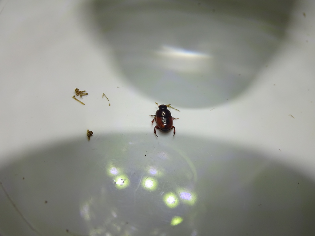 Caccobius castaneus