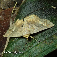 Lopharthrum comprimens